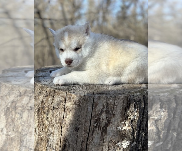 Medium Photo #3 Siberian Husky Puppy For Sale in STAPLES, MN, USA