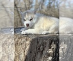 Small Photo #3 Siberian Husky Puppy For Sale in STAPLES, MN, USA