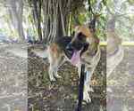 Small #9 German Shepherd Dog