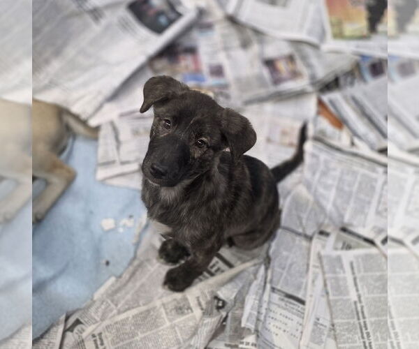 Medium Photo #1 Holland Shepherd-Unknown Mix Puppy For Sale in SHERBURNE, NY, USA