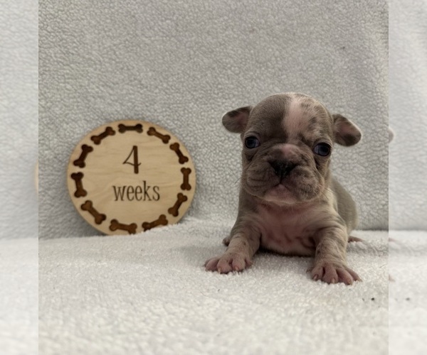 Medium Photo #1 Faux Frenchbo Bulldog Puppy For Sale in RIDGEVILLE, SC, USA