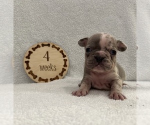Faux Frenchbo Bulldog Puppy for sale in RIDGEVILLE, SC, USA