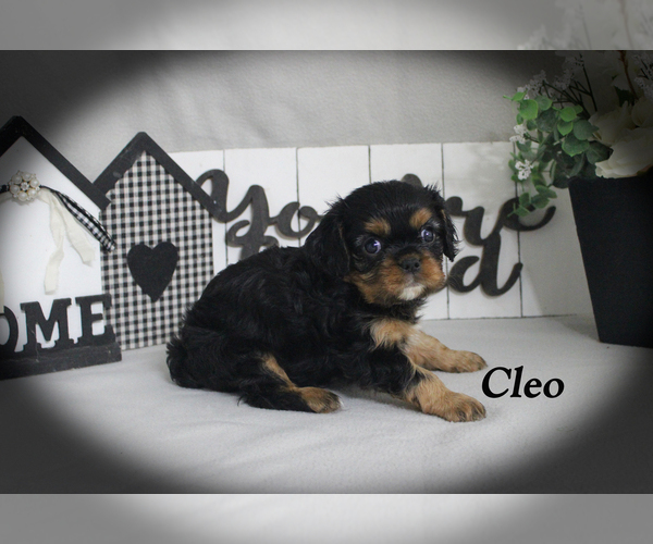 Medium Photo #12 Cavalier King Charles Spaniel Puppy For Sale in CHANUTE, KS, USA