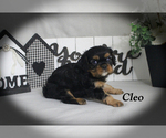 Small #11 Cavalier King Charles Spaniel