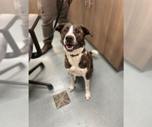 Labrador Retriever Dogs for adoption in Baytown, TX, USA