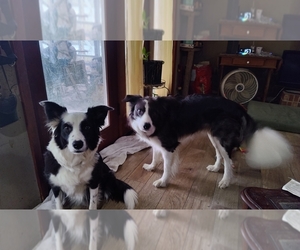 Father of the Border Collie puppies born on 01/15/2025