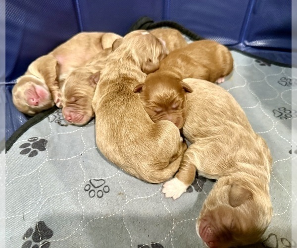 Medium Photo #10 Goldendoodle Puppy For Sale in ORANGEVALE, CA, USA