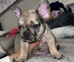 Puppy 2 French Bulldog