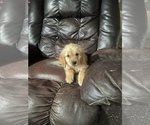 Small #2 Golden Retriever