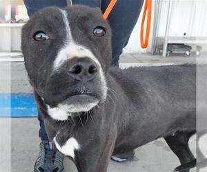 Mutt Dogs for adoption in Bakersfield, CA, USA