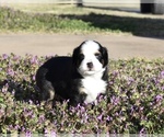 Small Photo #3 Miniature Australian Shepherd Puppy For Sale in WICHITA FALLS, TX, USA