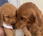 Puppy 4 Golden Retriever