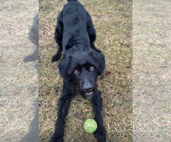 Medium Photo #8 Miniature Labradoodle Puppy For Sale in Buffalo, MN, USA