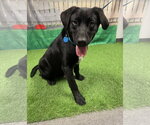 Small #2 Mutt