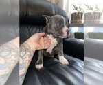 Small Photo #9 American Bully Puppy For Sale in DRY FORK, VA, USA