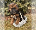 Small Photo #3 Whoodle (Miniature) Puppy For Sale in MIDDLEBURY, IN, USA