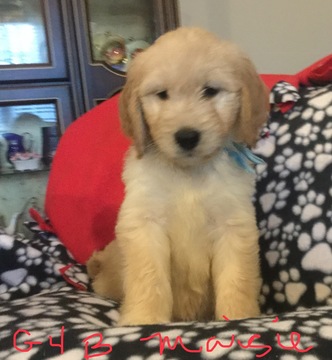 Medium Photo #7 Goldendoodle Puppy For Sale in EAST ELLIJAY, GA, USA