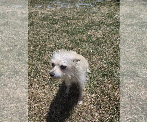 Medium Photo #4 Mutt Puppy For Sale in Fort Collins, CO, USA