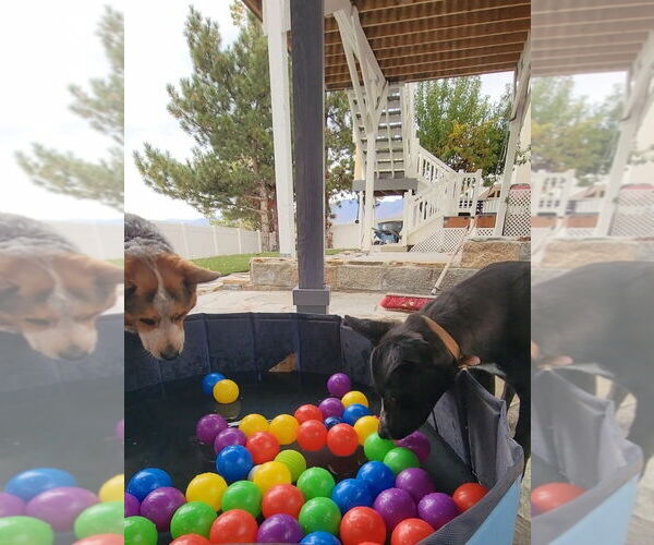 Medium Photo #10 Border-Aussie Puppy For Sale in Salt Lake City, UT, USA