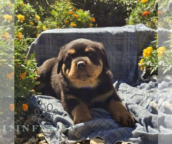 Medium Photo #1 Rottweiler Puppy For Sale in SHIPPENSBURG, PA, USA