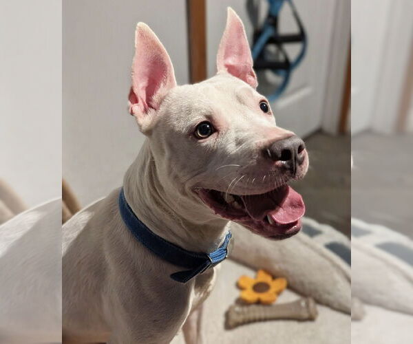 Medium Photo #2 American Pit Bull Terrier-Unknown Mix Puppy For Sale in Princeton, MN, USA