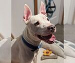 Small #1 American Pit Bull Terrier Mix