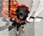 SMOKEY - Male German Shepherd Dog-Unknown Mix Dog for Adoption - Small photo