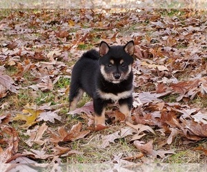 Medium Shiba Inu