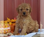 Small Photo #1 Poodle (Miniature) Puppy For Sale in WOODWARD, PA, USA