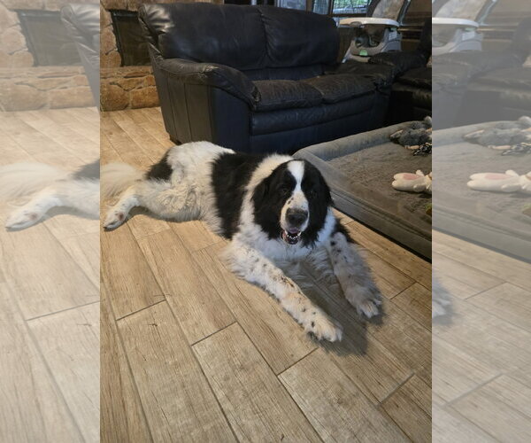 Medium Photo #2 Great Pyrenees-Unknown Mix Puppy For Sale in Spring, TX, USA