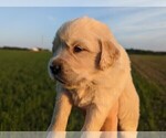 Small Photo #18 Golden Retriever Puppy For Sale in WOOSTER, OH, USA
