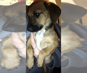 Dachshund-Shelchon Mix Puppy for sale in AZTEC, NM, USA