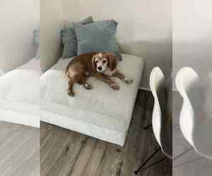 Cavalier King Charles Spaniel Dogs for adoption in Springdale, PA, USA