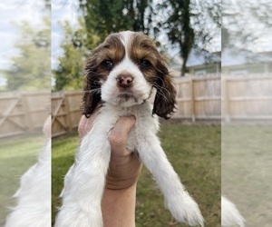 Medium Cocker Spaniel