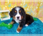 Small Photo #2 Bernese Mountain Dog Puppy For Sale in BLACK FOREST, CO, USA