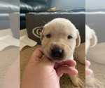 Small Photo #14 Labrador Retriever Puppy For Sale in RANTOUL, IL, USA