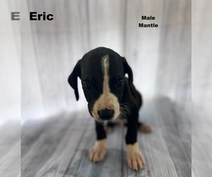 Great Dane Puppy for sale in MONROE, GA, USA