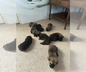 --German Shepherd Dog Mix Puppy for sale in BARSTOW, CA, USA