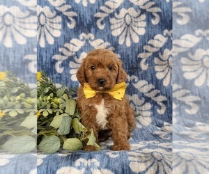 Cavapoo Puppy for sale in QUARRYVILLE, PA, USA