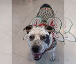 Small #4 American Staffordshire Terrier Mix