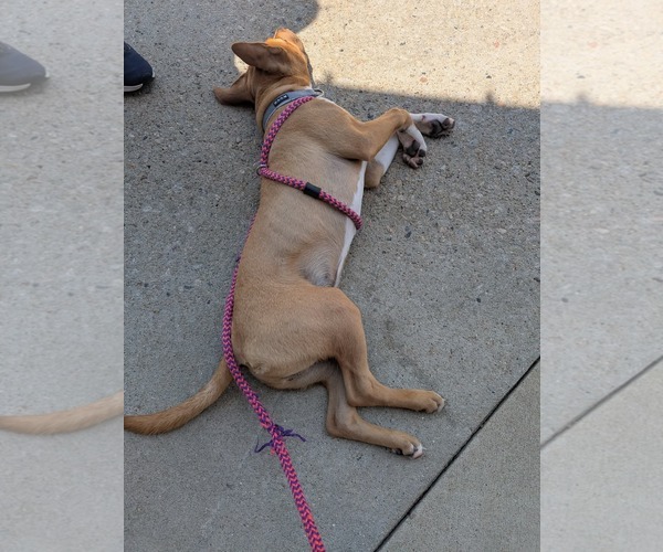 Medium Photo #10 American Staffordshire Terrier Puppy For Sale in Holly Springs, NC, USA