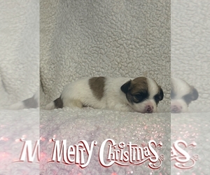 Chihuahua Puppy for sale in SHERMAN, TX, USA