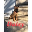 Small Photo #6 Belgian Malinois Puppy For Sale in COLUMBUS, OH, USA