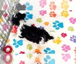 Bruno - Male Havashire Puppy for Sale - Photo #3