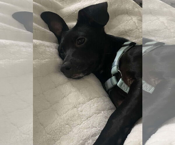 Medium Photo #4 Italian Greyhound-Unknown Mix Puppy For Sale in Arlington, WA, USA