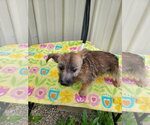 Small #2 Cairn Terrier