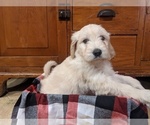 Small Photo #1 Goldendoodle Puppy For Sale in PORT TREVORTON, PA, USA