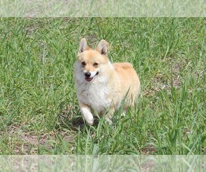 Father of the Pembroke Welsh Corgi puppies born on 12/09/2019