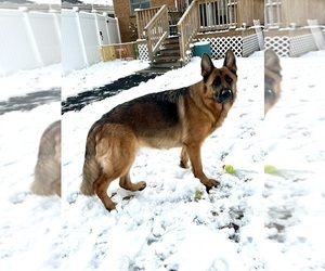 German Shepherd Dog Puppy for sale in WESTCHESTER, IL, USA