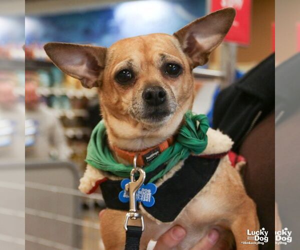 Medium Photo #2 Chihuahua-Unknown Mix Puppy For Sale in Washington, DC, USA